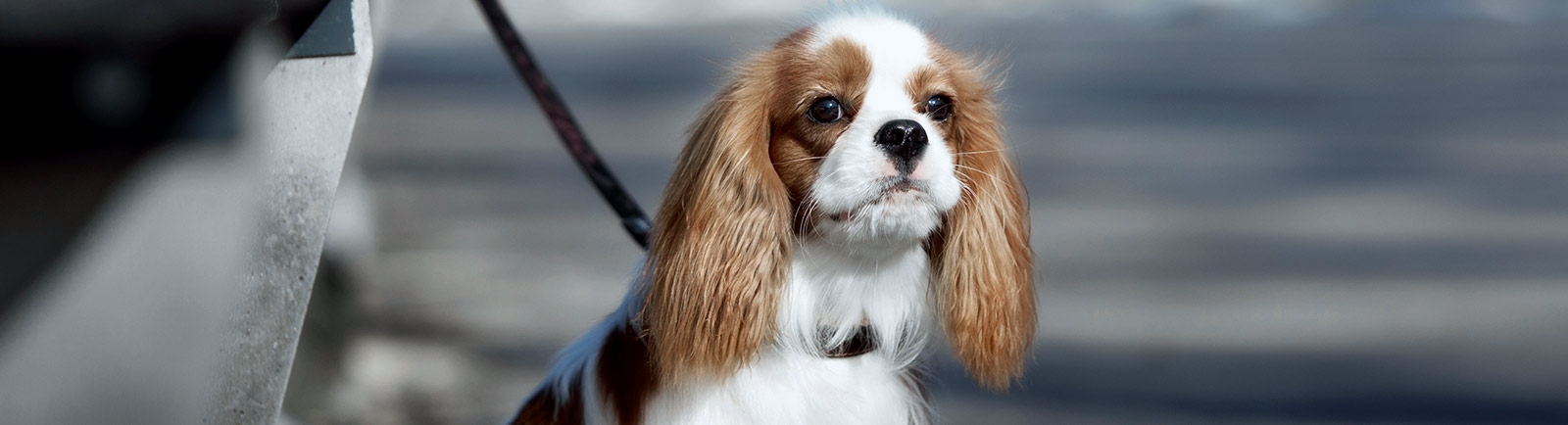 Smith Animal Hospital Smith Animal Hospital