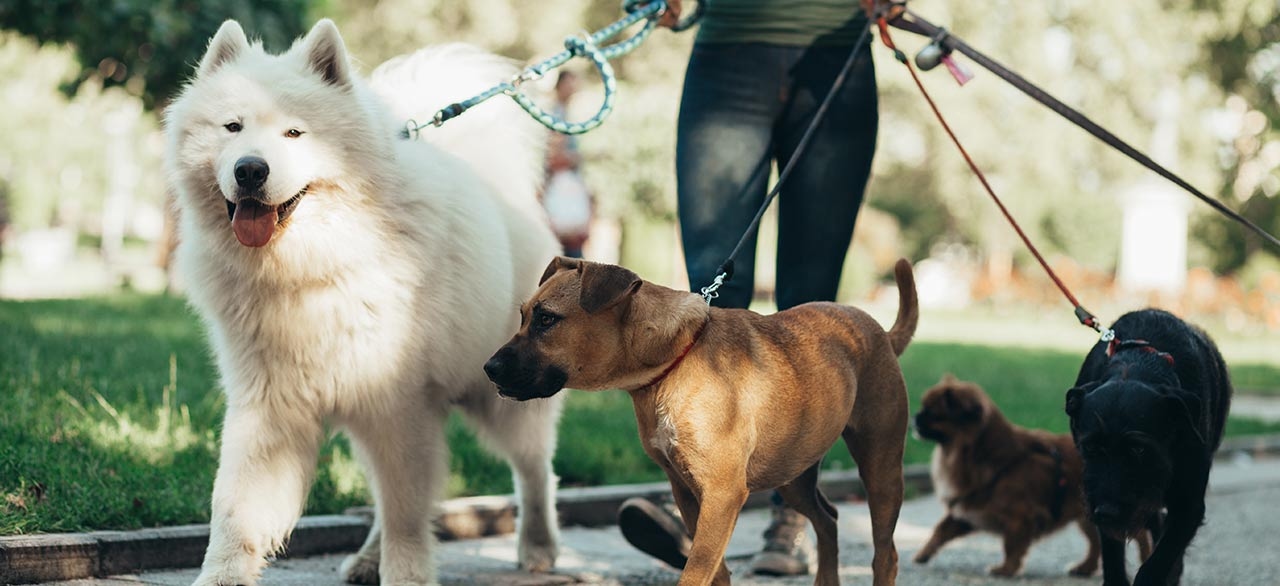 Green Valley Veterinary Clinic Green Valley Veterinary Clinic