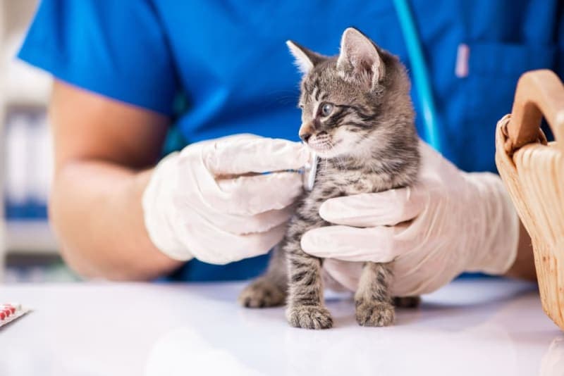 Vaccination Schedule for Cats Vaccination Schedule for Cats