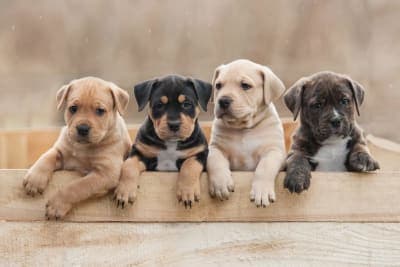 Getting Your Dog Fixed: When & What To Know Getting Your Dog Fixed: When & What To Know