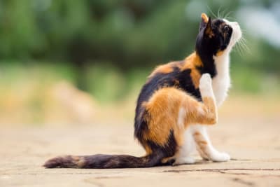 Hot Spots on Cats: Causes & Treatment Hot Spots on Cats: Causes & Treatment