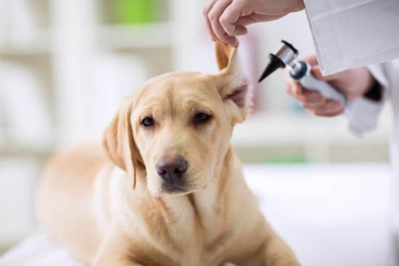Ear Infection in Dogs Ear Infection in Dogs