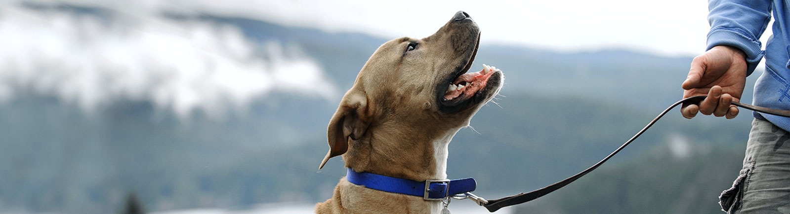 thomasville-veterinary-hospital-banner-3 thomasville-veterinary-hospital-banner-3