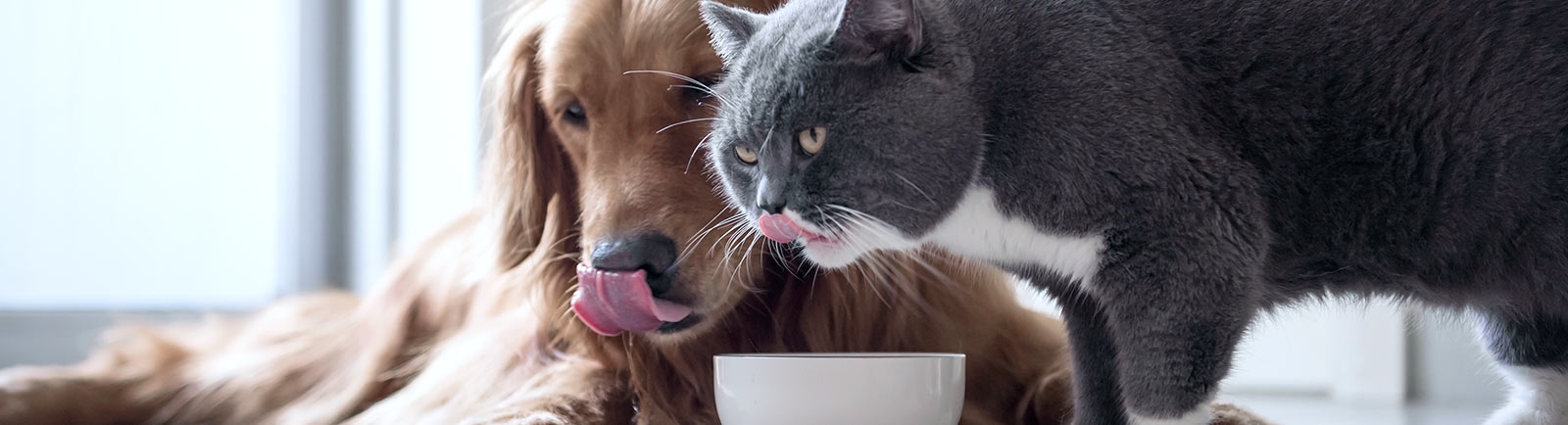 Lake Norman at Mooresville Animal Hospital Lake Norman at Mooresville Animal Hospital