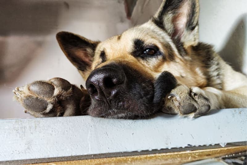 What is whipworm in dogs? Causes, Treatment, & Prevention What is whipworm in dogs? Causes, Treatment, & Prevention