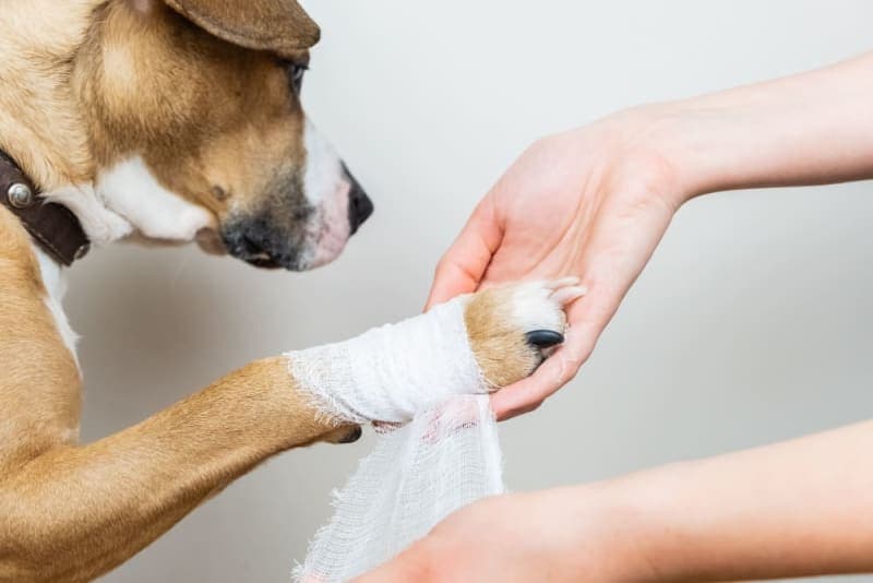 Dog Wound Care & Healing Stages Dog Wound Care & Healing Stages