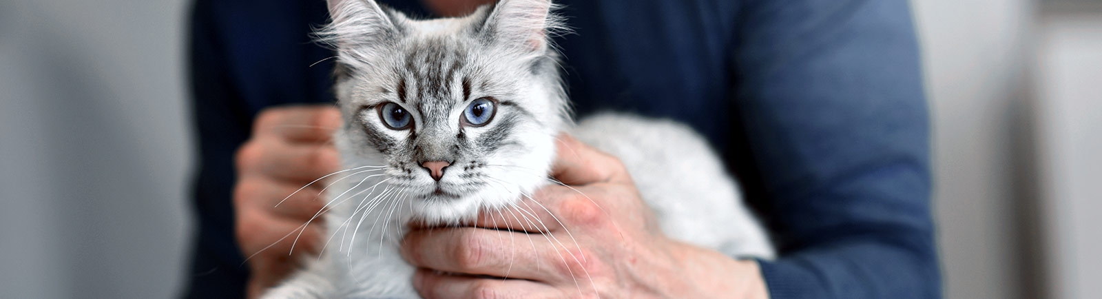 Olympia Pet Emergency Hospital About us Hero Olympia Pet Emergency Hospital About us Hero