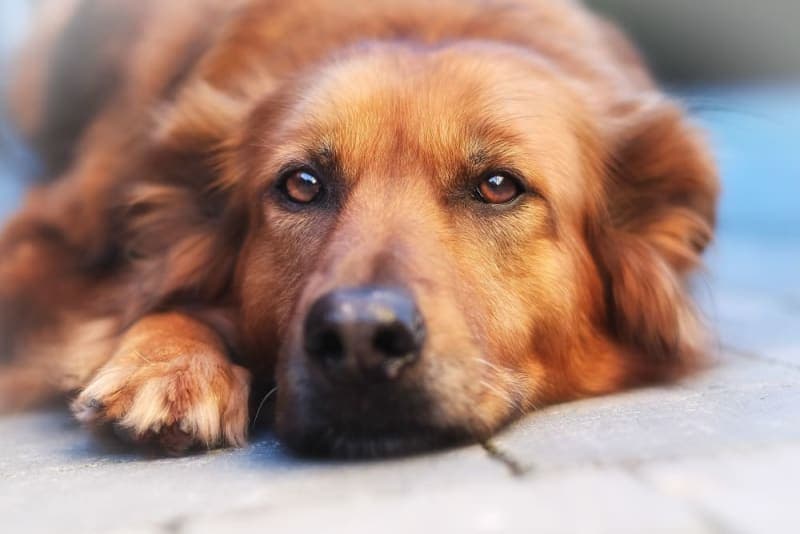 Anxiety & Depression in Dogs: Causes, Signs & What to Do Anxiety & Depression in Dogs: Causes, Signs & What to Do
