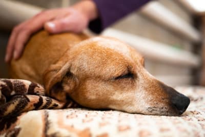 Bladder Infection in Dogs Bladder Infection in Dogs