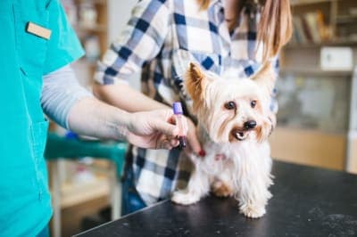 Rabies & Rabies Vaccine for Dogs Rabies & Rabies Vaccine for Dogs