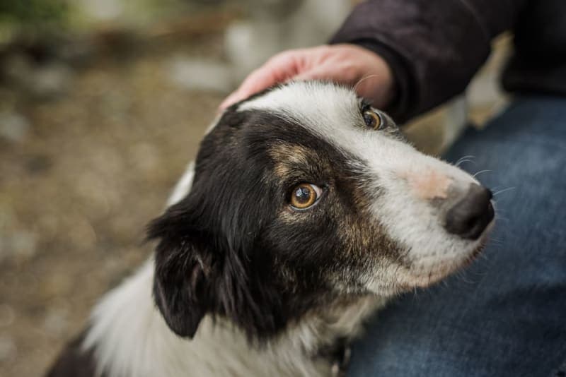 Osteoarthritis in Dogs: Symptoms, Causes & Treatment Osteoarthritis in Dogs: Symptoms, Causes & Treatment