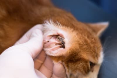 Ear Mites in Cats: Causes, Treatment & Prevention Ear Mites in Cats: Causes, Treatment & Prevention