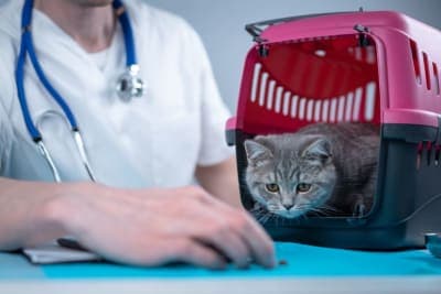 How often should I take my cat to the vet? How often should I take my cat to the vet?