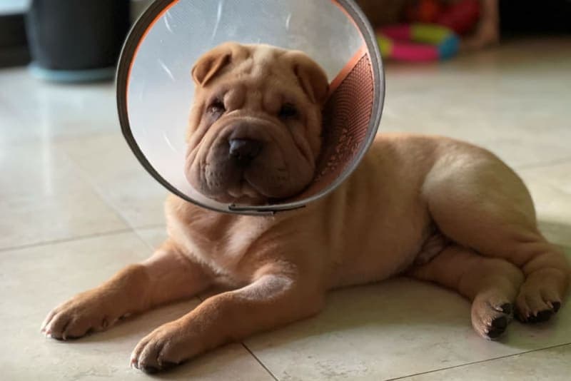 Signs of Infection After Neutering Dog Signs of Infection After Neutering Dog