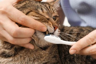 Cat Teeth Cleaning: How to Clean Cat's Teeth? Cat Teeth Cleaning: How to Clean Cat's Teeth?