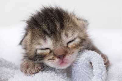 When do baby kittens open their eyes? When do baby kittens open their eyes?
