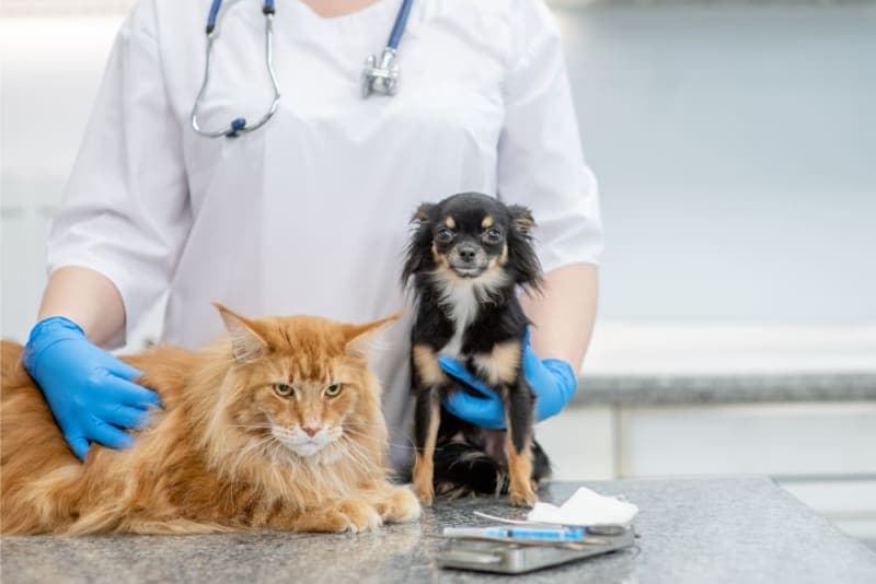 How long does spaying take? How long does spaying take?