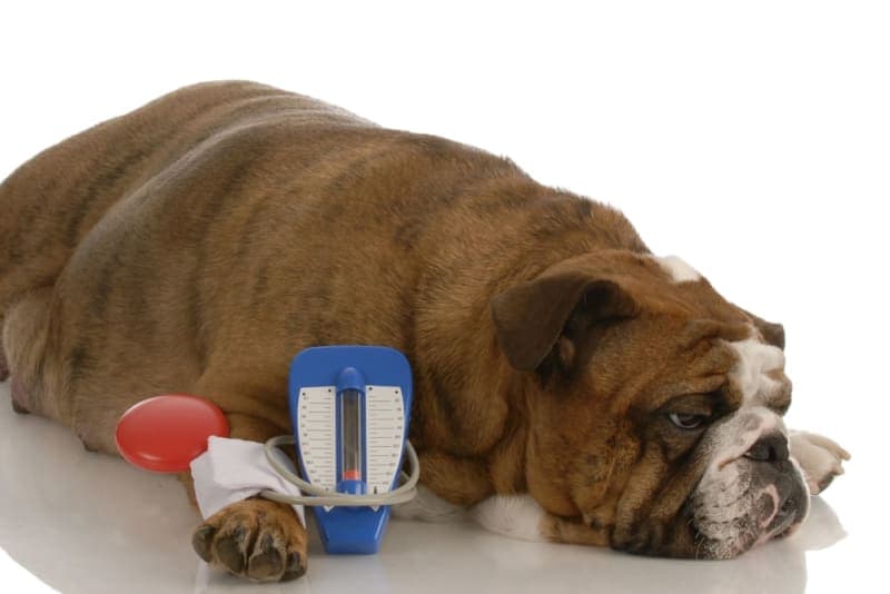 High Blood Pressure in Dogs High Blood Pressure in Dogs