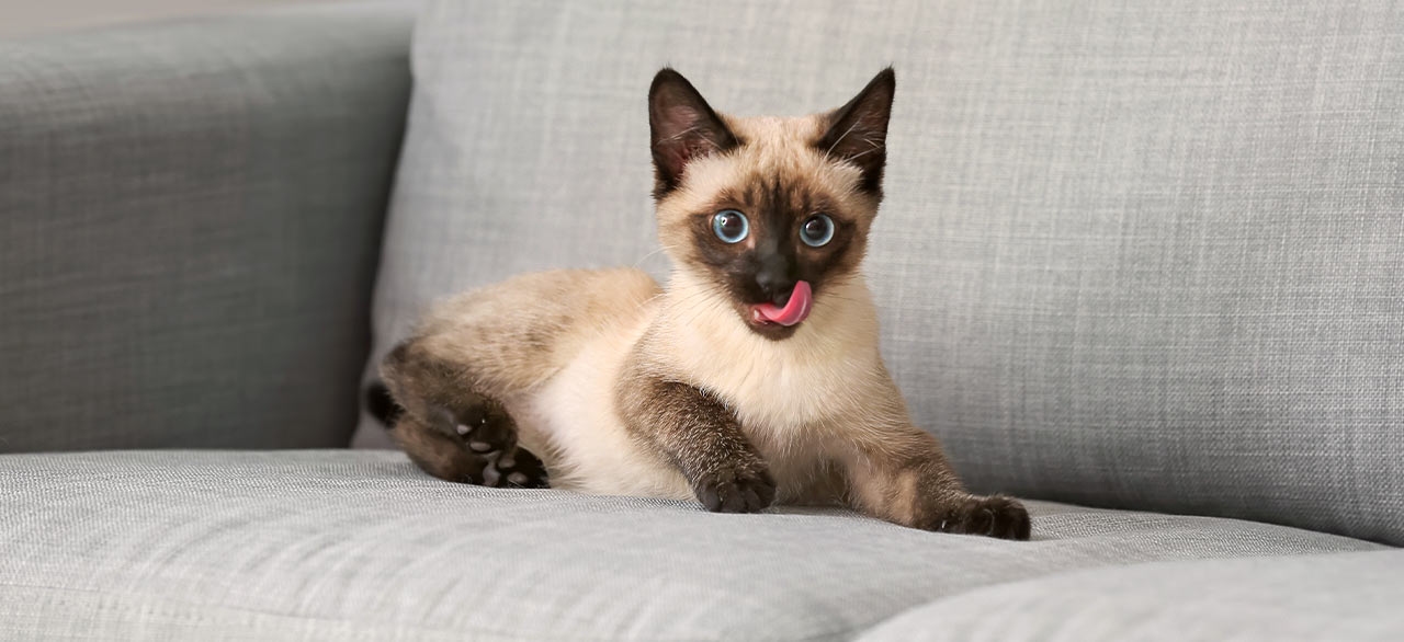 thomasville-veterinary-hospital-banner-3 thomasville-veterinary-hospital-banner-3