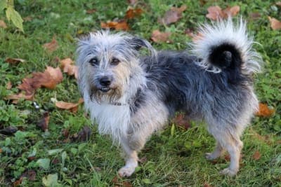 Dog Limping Dog Limping