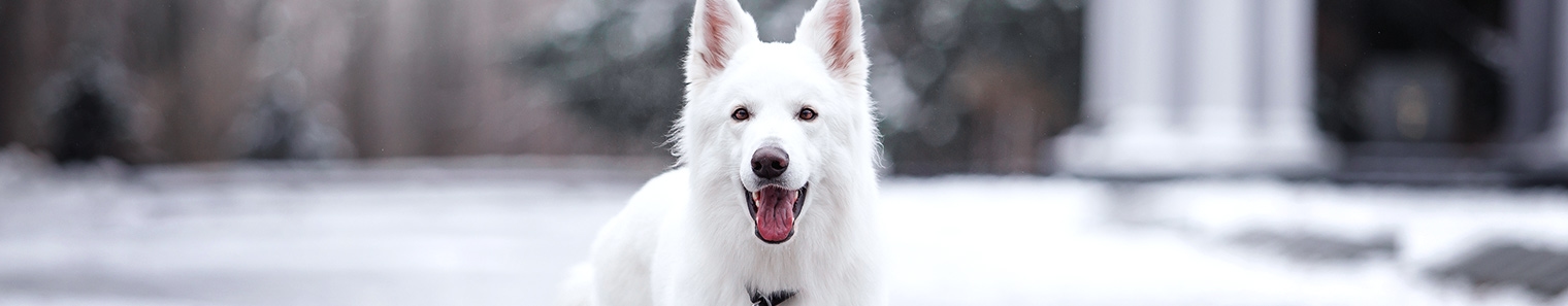 Clackamas Pet Clinic About Us Clackamas Pet Clinic About Us