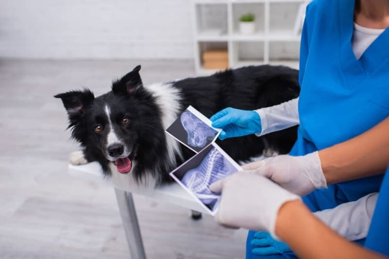 What to Expect When You Take Your Dog For an X-Ray What to Expect When You Take Your Dog For an X-Ray