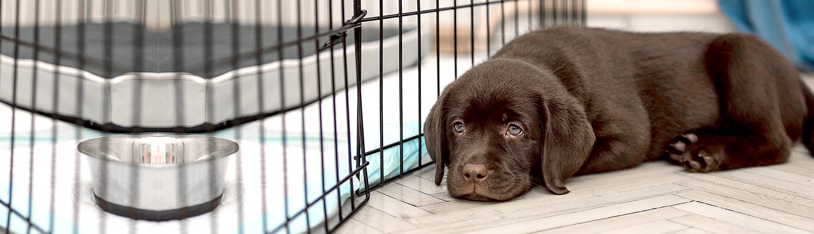 Animal Hospital in Milledgeville Animal Hospital in Milledgeville