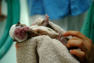 C-Section for Dogs: Everything You Should Know C-Section for Dogs: Everything You Should Know