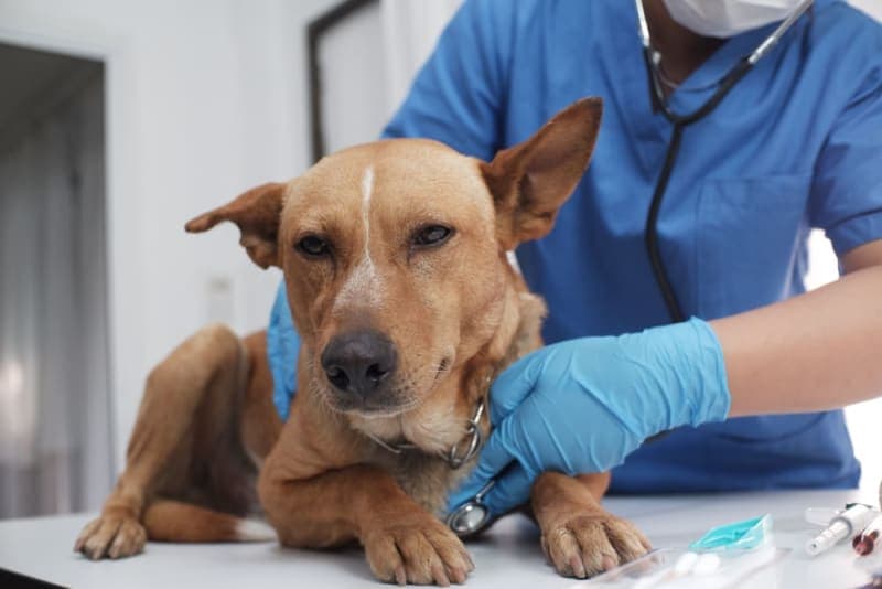 Parvovirus in Dogs: What You Need to Know Parvovirus in Dogs: What You Need to Know