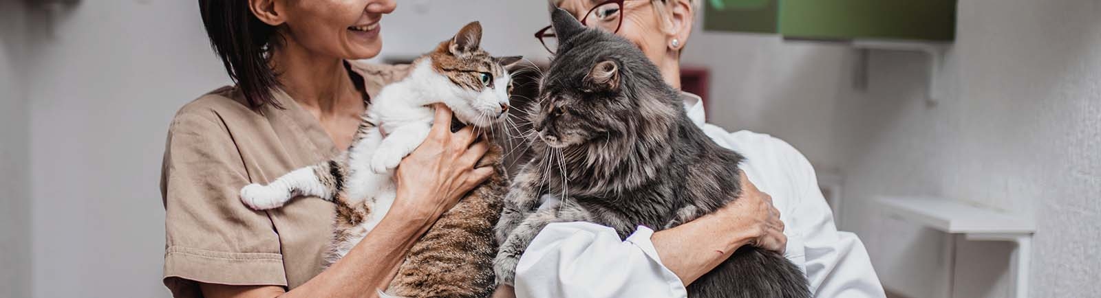 Companion Animal Specialty and Emergency Hospital - About Hero Image Companion Animal Specialty and Emergency Hospital - About Hero Image