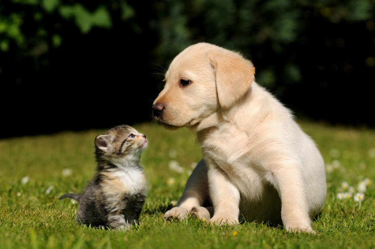 Puppy & Kitten: Are They a Good Match? Puppy & Kitten: Are They a Good Match?
