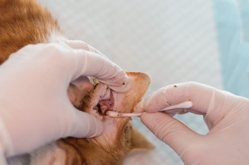 Signs, Causes & Treatments for Ear Mites in Cats Signs, Causes & Treatments for Ear Mites in Cats