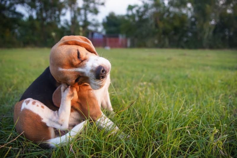 How to Treat Mold Allergies in Dogs How to Treat Mold Allergies in Dogs