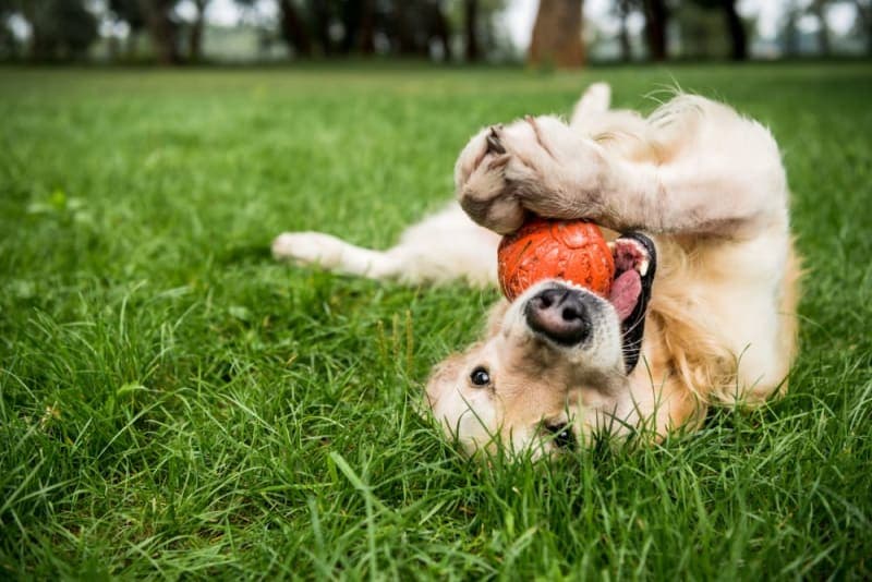 Importance of Parasite Control in Dogs Importance of Parasite Control in Dogs