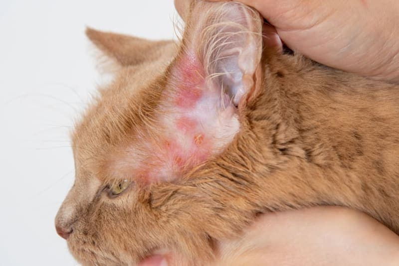 Cat Skin Allergies Cat Skin Allergies