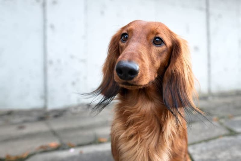 What is kennel cough in dogs? Symptoms, Treatment & Prevention What is kennel cough in dogs? Symptoms, Treatment & Prevention