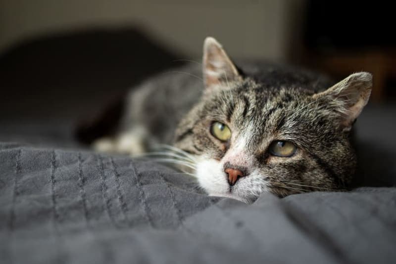 How can I tell if my cat is sick? How can I tell if my cat is sick?
