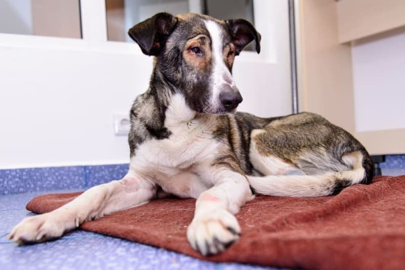 Dog Knee Surgery Dog Knee Surgery