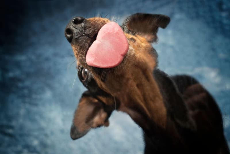 Bad Breath in Dogs: Causes & Remedies Bad Breath in Dogs: Causes & Remedies