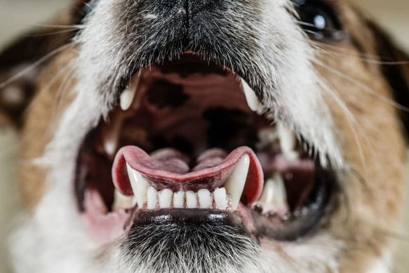Is a dog's mouth cleaner than a human's mouth? Is a dog's mouth cleaner than a human's mouth?