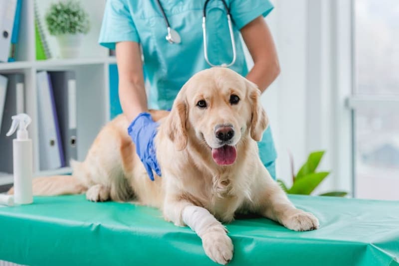 Six Benefits of Pet Wellness Plans For Dog & Cats Six Benefits of Pet Wellness Plans For Dog & Cats