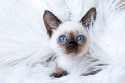 What cat breeds live the longest? What cat breeds live the longest?