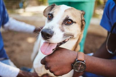 What is Medical Pet Boarding? What is Medical Pet Boarding?