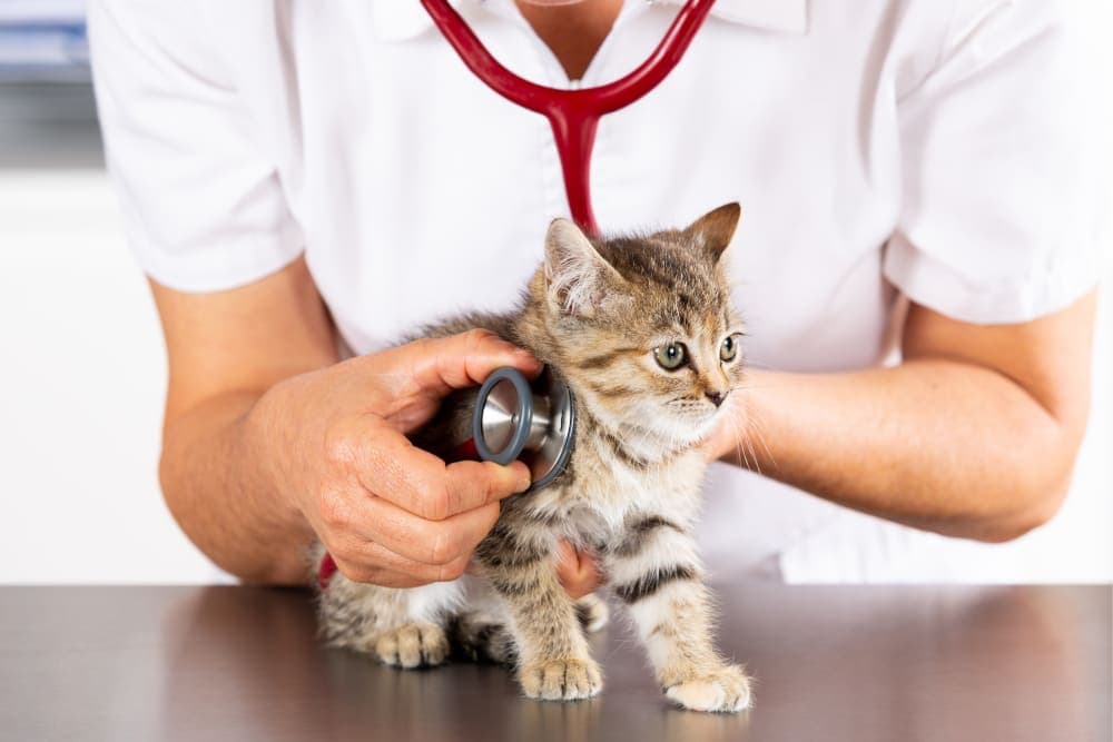 Should I get my indoor cat vaccinated? Why & When To Do It Should I get my indoor cat vaccinated? Why & When To Do It