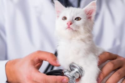 Kitten's First Vet Visit: What to Expect Kitten's First Vet Visit: What to Expect
