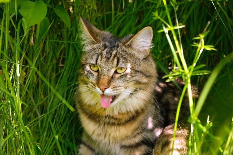 Why is My Cat Breathing Heavy and What Can I Do? Why is My Cat Breathing Heavy and What Can I Do?