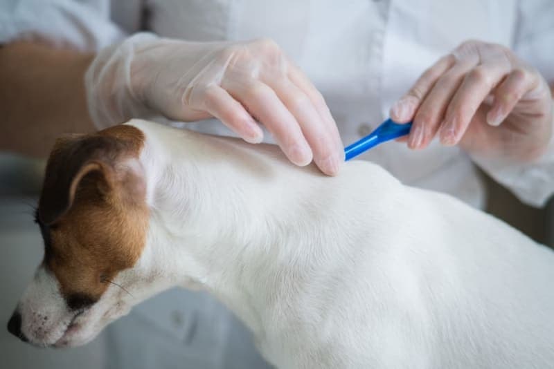 Importance of Parasite Control in Dogs Importance of Parasite Control in Dogs