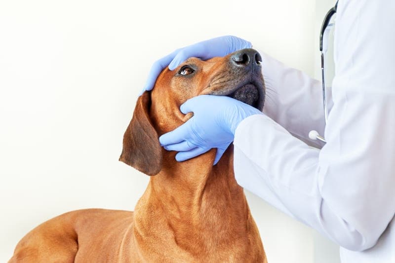 What is an Ophthalmology Vet? What is an Ophthalmology Vet?