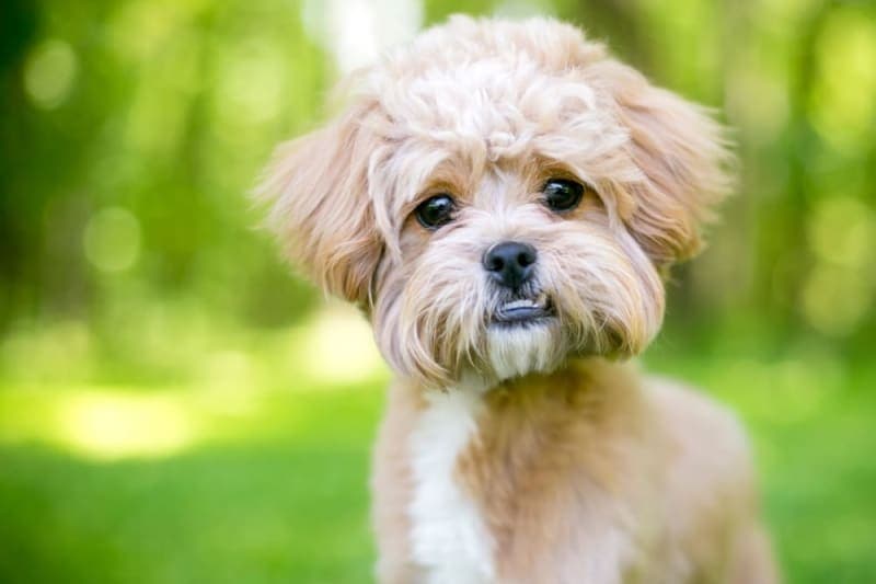 Malocclusions in Dogs Malocclusions in Dogs