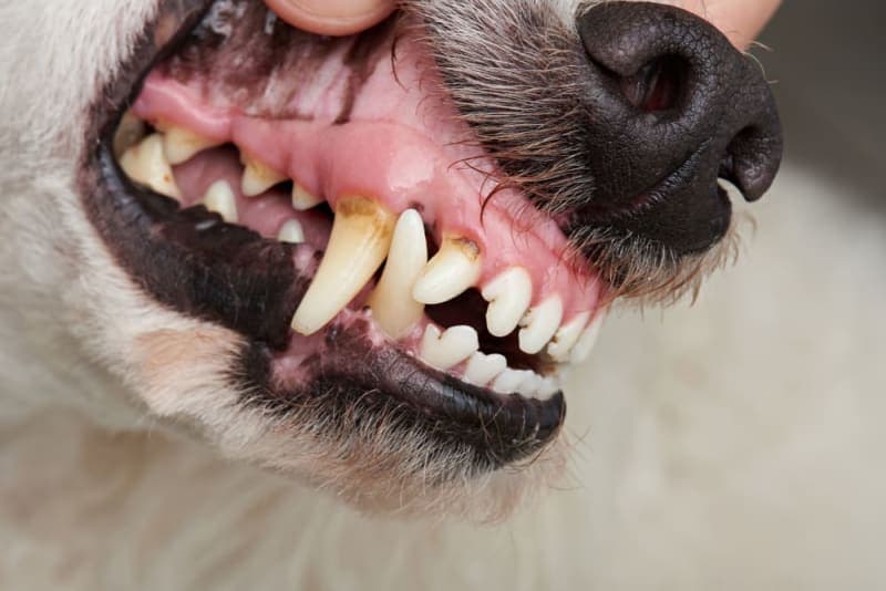 Common Dental Problems in Dogs Common Dental Problems in Dogs